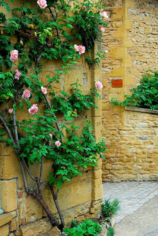 Climbing rose on house wall, Oingt, Beaujolais, France, Europe