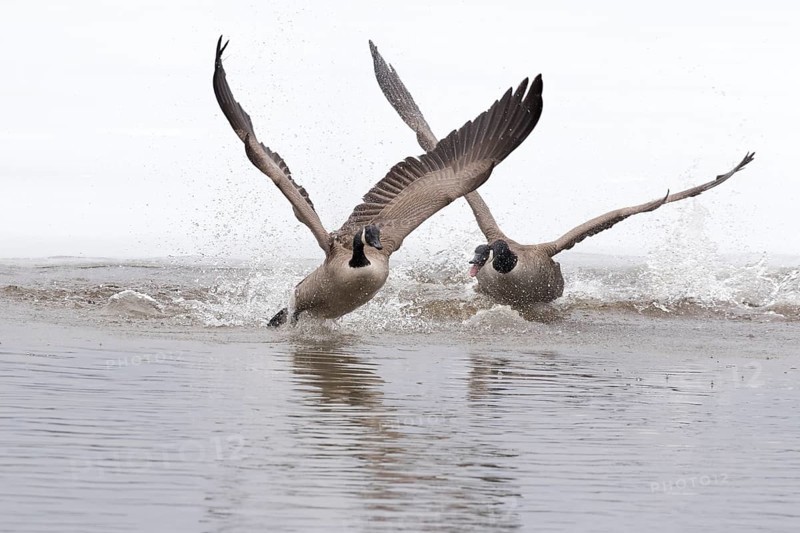 Canada geese. Branta canadensis, One goose with agressive display. Goose pursuing another goose