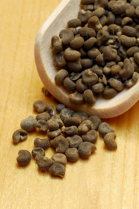 Musk grains (Hibiscus abelmoschus) , incense woods