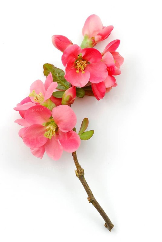 Japanese Chaenomeles (Chaenomeles japonica)