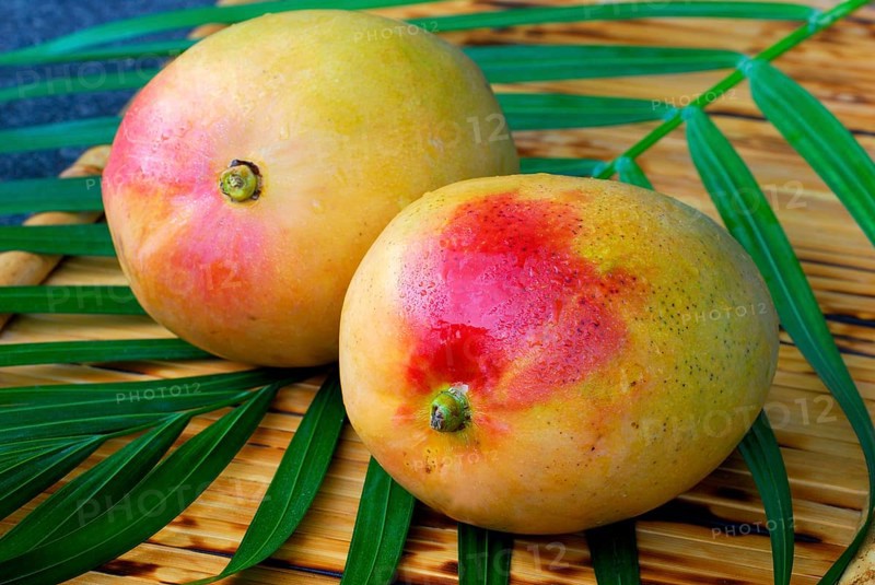 Mangos (Mangifera indica)