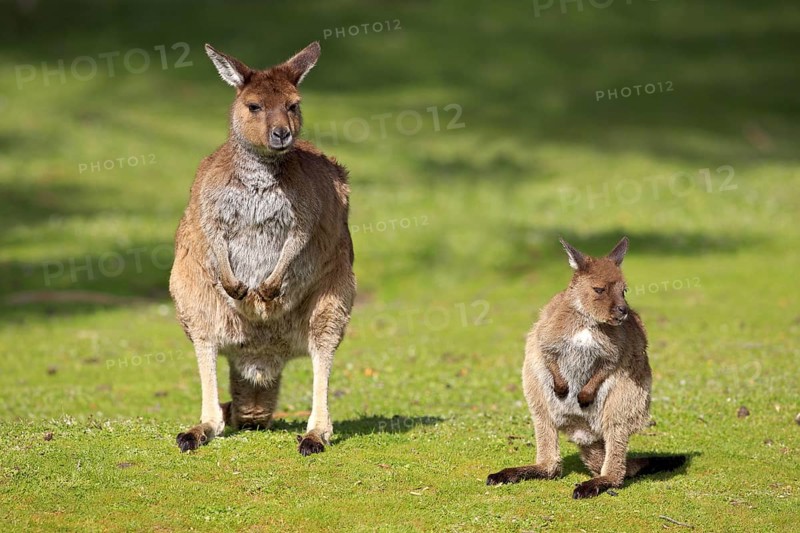 Western Grey Kangaroos (Macropus fuliginosus), female with young, Kangaroo Island, South Australia, Kangaroo Island Kangaroo, Black-faced Kangaroo