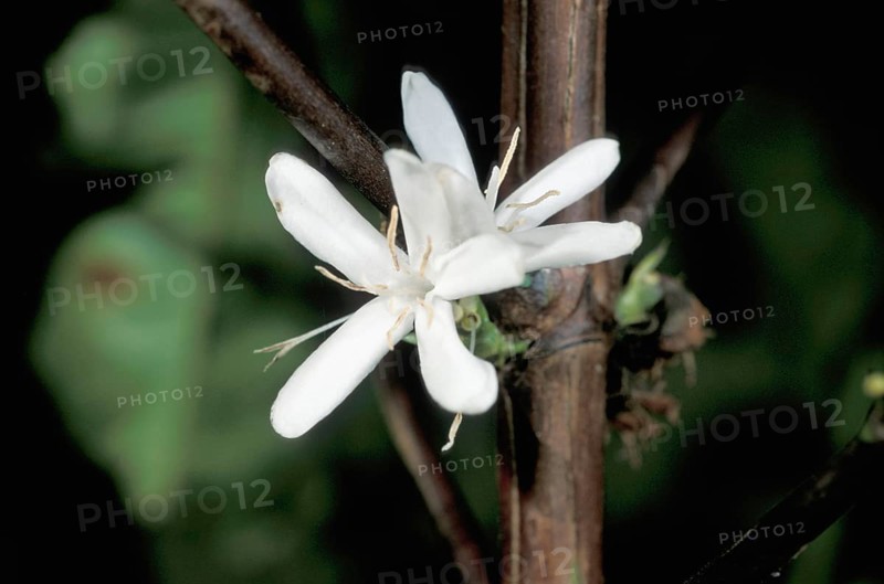 Coffe Plant blossom (Coffea arabica), Madagascar, Africa