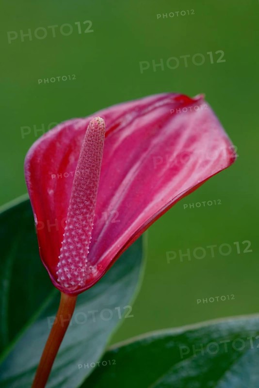 Anthurium (Anthurium), Flamingoblume, Blumen, flowers, Zierpflanzen, ornamental plants, Aronstabgewaechse, Araceae, rosa, pink, Hochformat, vertical, Blueten, blossom, bloom