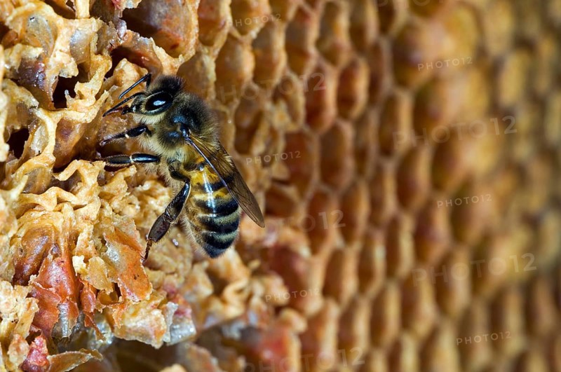 Honey bees (Apis mellifera) on a honeycomb with uncapped and uncapped cells in the hive, Belgium, Europe