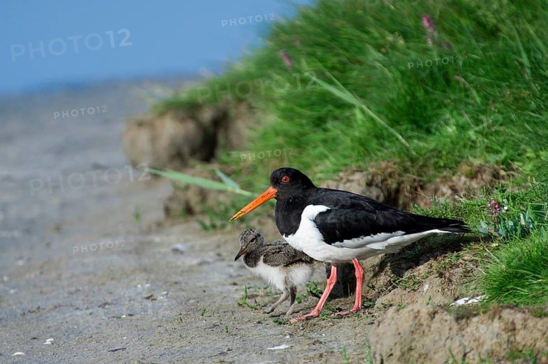 Australian eurasian oystercatcher (Haematopus ostralegus), Red Oystercatcher with chicks on the shore