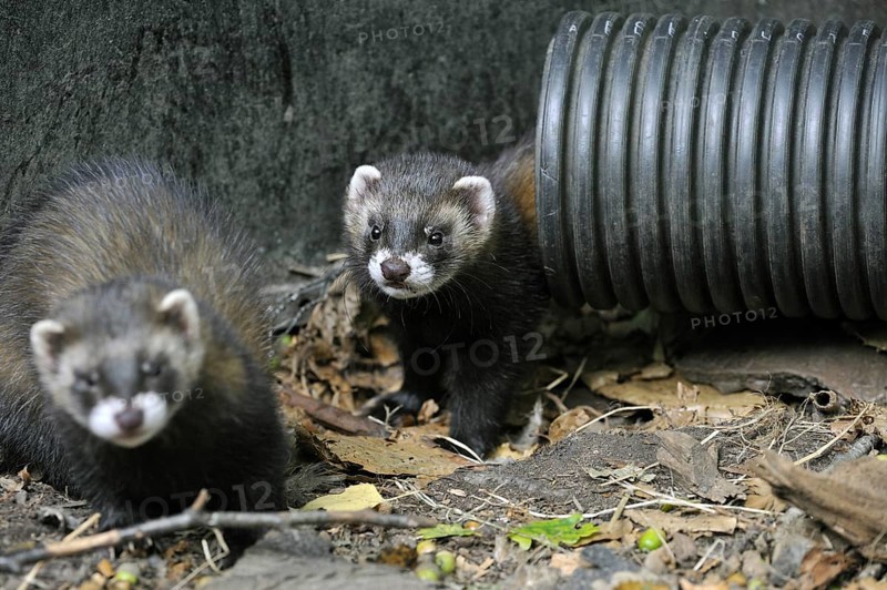 European polecats (Mustela putorius) emerging from discharge pipe, UK