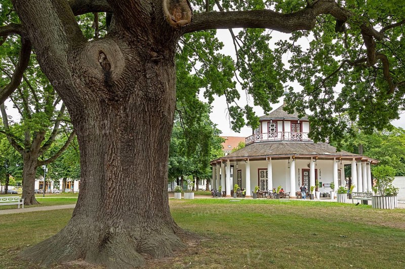 Tree, White Pavilion, Bad Doberan, Mecklenburg-Western Pomerania, Germany, Europe