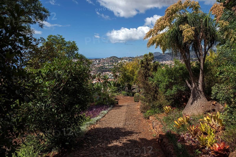 Plants in the botanical garden in Funchal, on the right mighty elephant foot (Beaucarnea recurvata), Jardim Botanico, Funchal, Madeira, Portugal, Europe