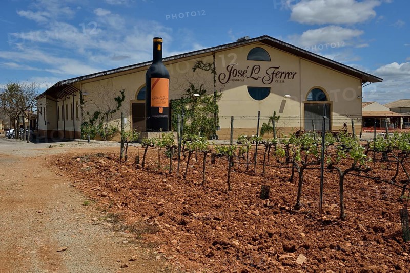 Grapevines in front of the building the Bodega José L. Ferrer, Binissalem, Majorca, Balearic Islands, Spain, Europe