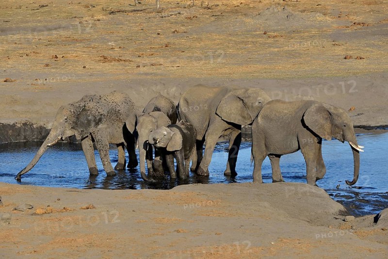 African bush elephants (Loxodonta africana), small herd at Somalisa watering hole, Hwange National Park, Matabeleland North, Zimbabwe, Africa