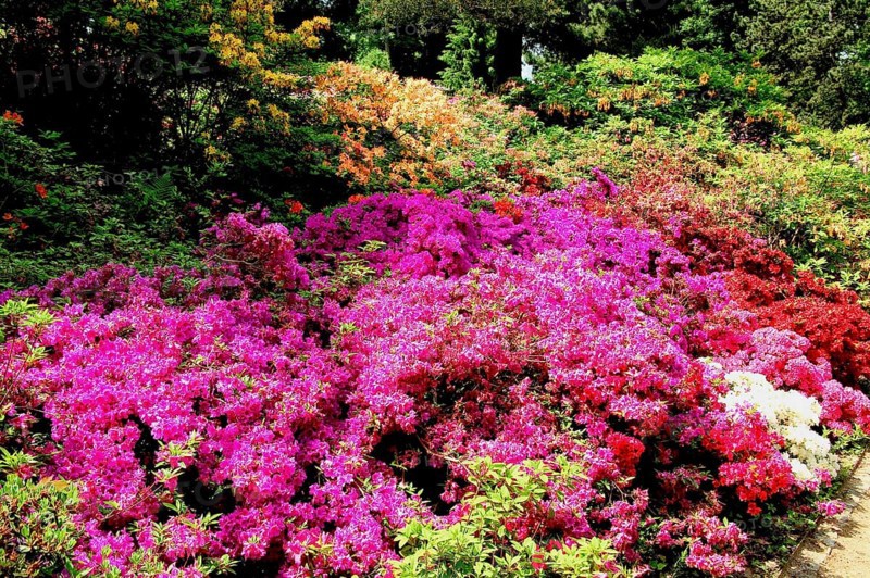 Rhododendron Park Dresden Wachwitz