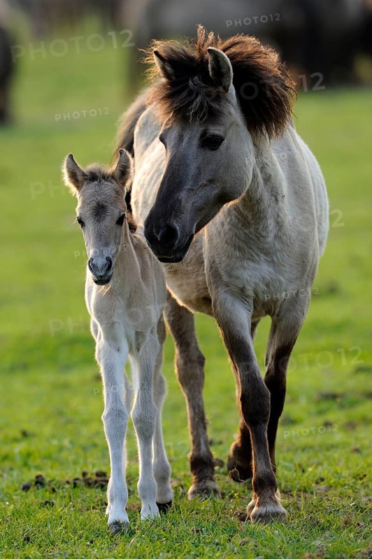 Dülmen wild horses, mare with foal, Merfelder Bruch, Dülmen, North Rhine-Westphalia, Dülmen wild horse, Germany, Europe