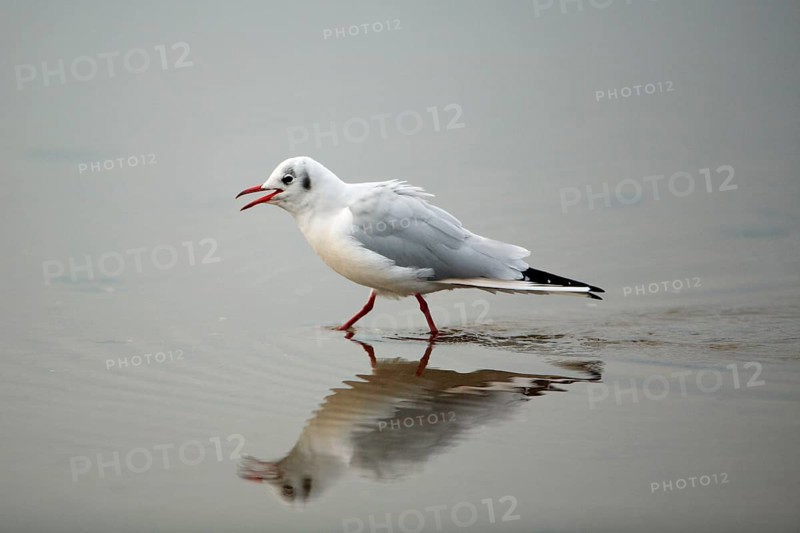 Black-headed Gull (Larus ridibundus), Northumberland national park, England, side