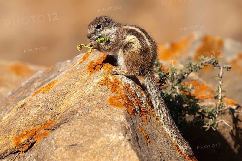 Barbary ground squirrel (Atlantoxerus getulus), chipmunk, Atlantic squirrel, ground squirrel, wildlife, Canary Islands, Fuerteventura, Spain, Europe