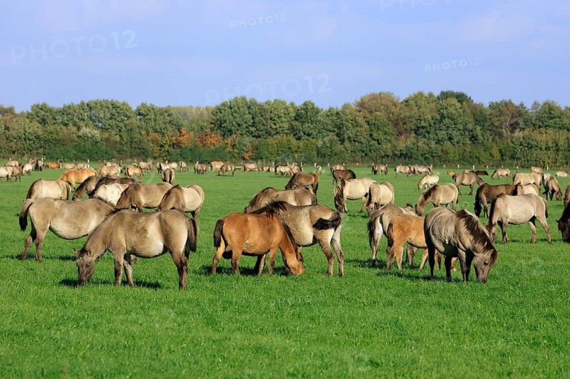 Dülmen wild horses, Merfelder Bruch, Dülmen, North Rhine-Westphalia, Dülmen wild horse, Germany, Europe