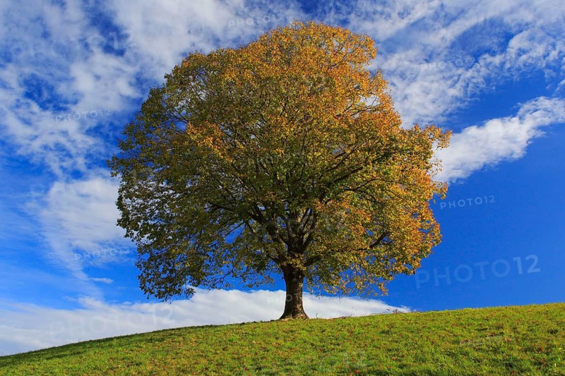 Lime tree, Emmental, Bern, Switzerland, Europe