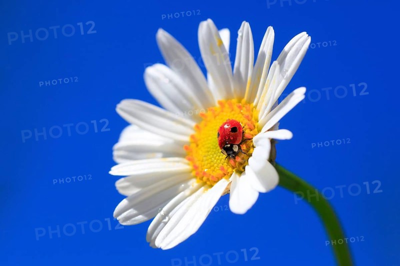 Seven-spott ladybird in a meadow daisy ( ( Coccinella septempunctata) Chrysanthemum leucanthemum, Leucanthemum vulgare) , Switzerland, Europe
