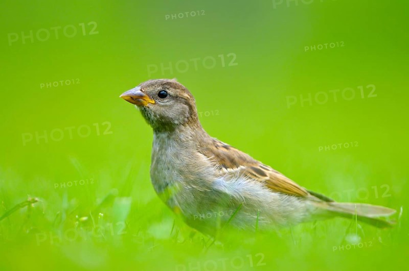 House sparrow, young bird, Island of Texel, North Holland, Netherlands