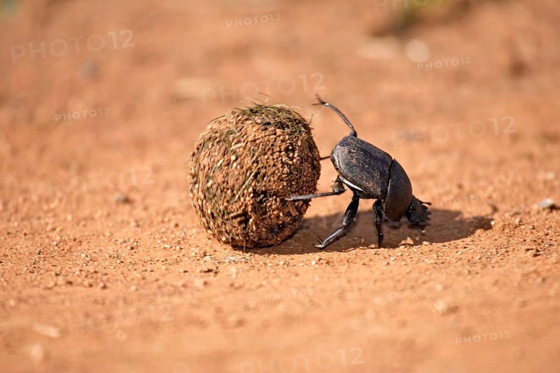 Dung beetle rolling ball of elephant dung, Madkiwe national park, South Africa (Pachylomeras femoralis)