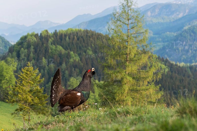 Western capercaillie (Tetrao urogallus) courting, Kalkalpen National Park, Upper Austria, Austria, Europe