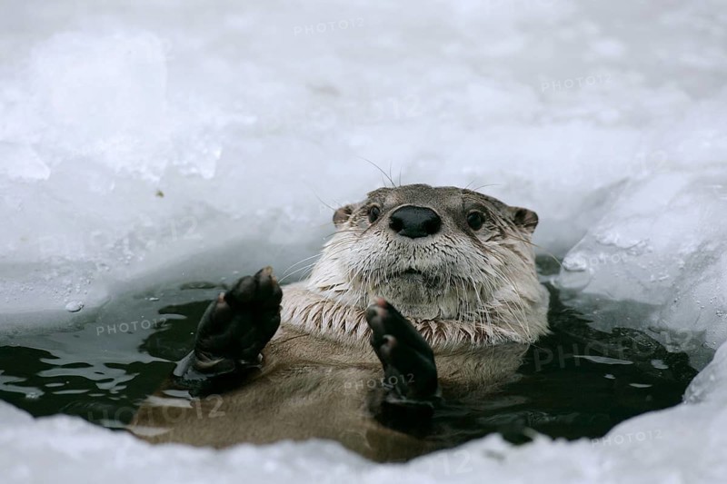 Canadian otter looking out of ice hole (Lutra canadensis)