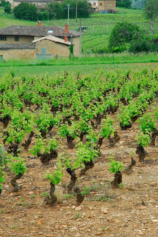Vineyard, vines, vine, vines, Beaujolais, France, Europe