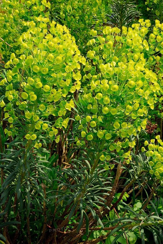 Palisade spurge milk (Euphorbia characias ssp. wulfenii) , Palisade spurge milk