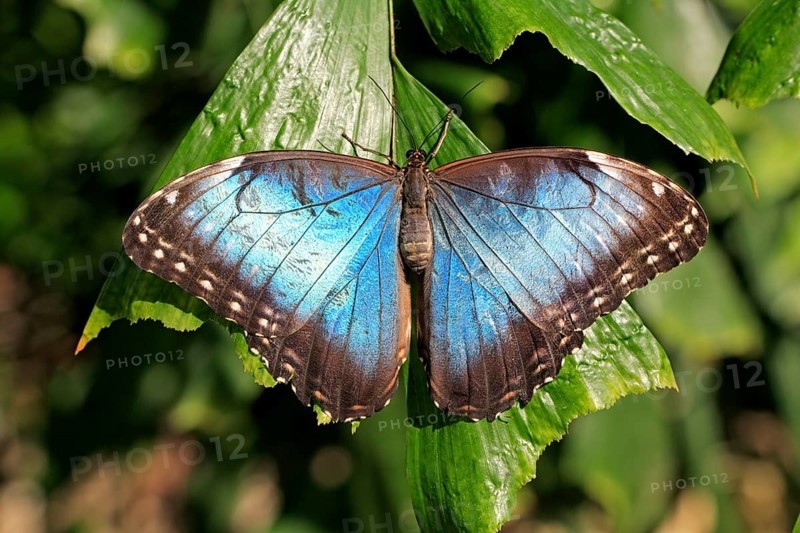 Morpho peleides blue morpho (Morpho peleides)