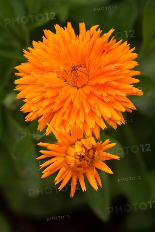 Garden Marigold, Common Marigold (Calendula officinalis)