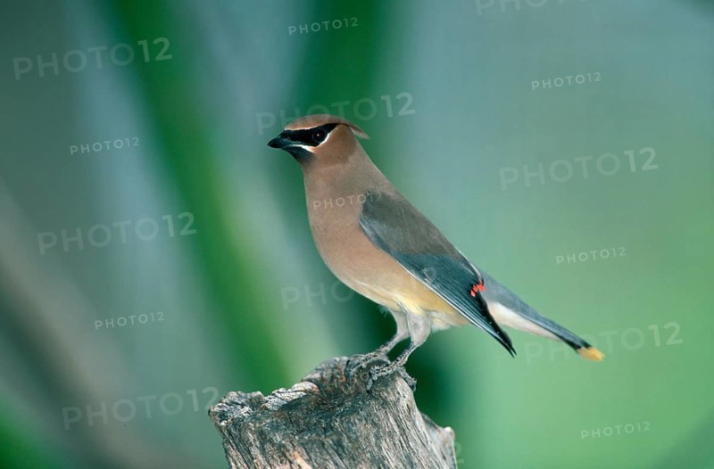 Cedar Waxwing (Bombycilla cedrorum), Sonora desert, Arizona, USA, side, North America