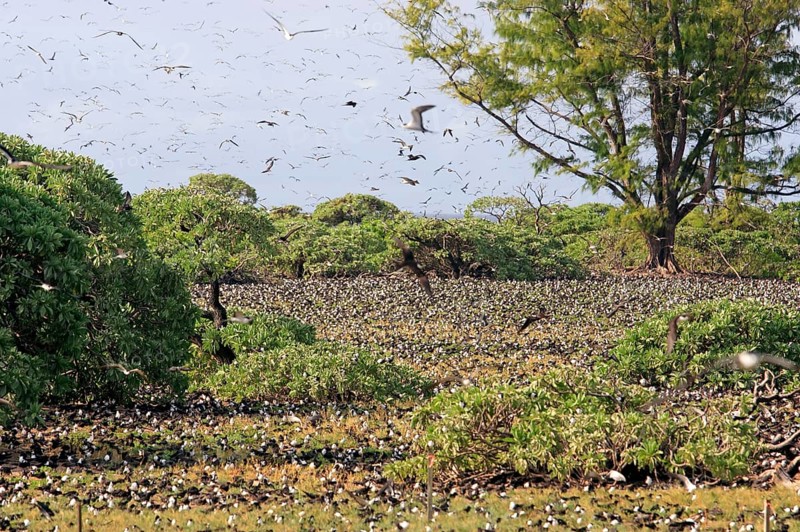Sooty Terns, Bird Island, Seychelles (Sterna fuscata)