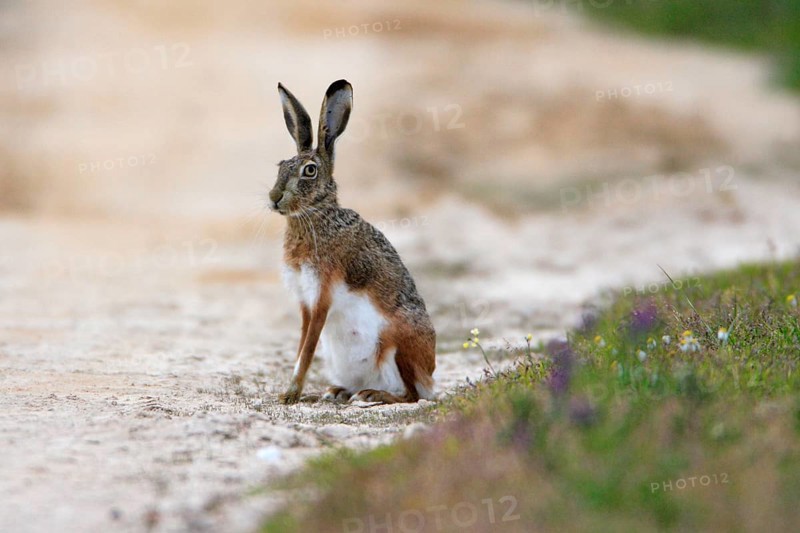 Granada hare (Lepus granatensis), Portugal, Europe