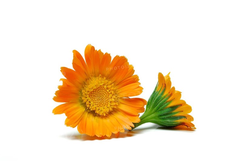 Garden Marigold (Calendula officinalis)