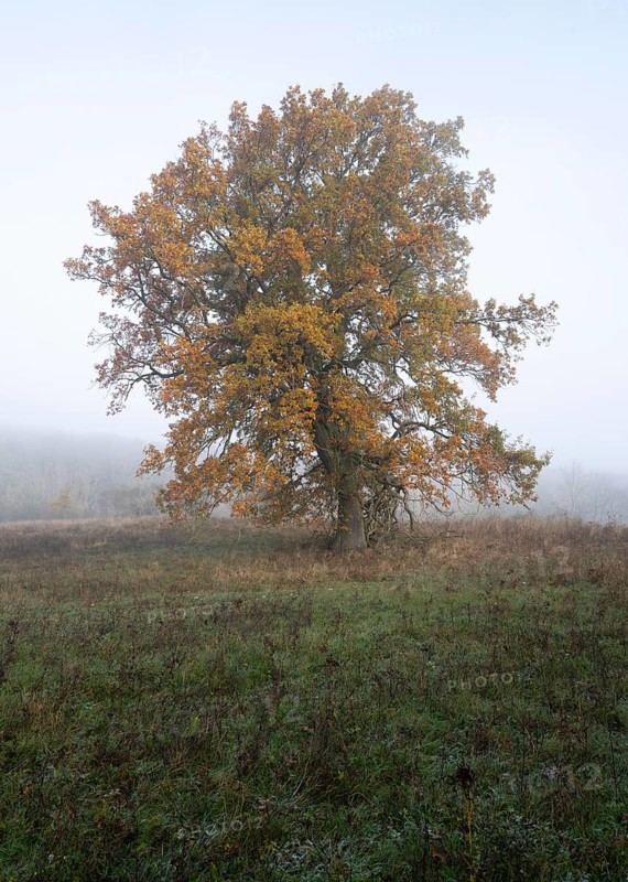 English oak (Quercus robur), solitary tree in a meadow, with yellow leaves in autumn, fog, Thuringia, Germany, Europe