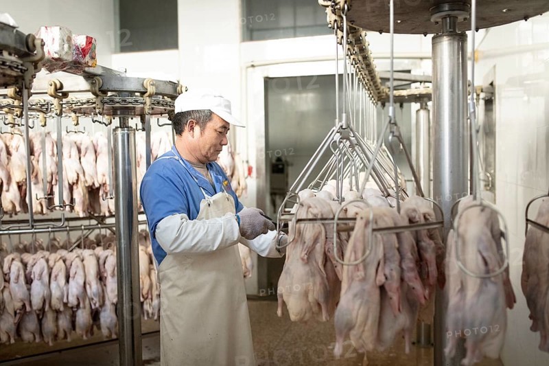 Production of salted ducks factory Nan Jing Ying Tao Yo Co. Ltd., for consumption in restaurants but also for sale as durable products as souvenirs, the frozen ducks come from the duck farms, are salted, brined, dried and scalded, Nanjing, China, Asia