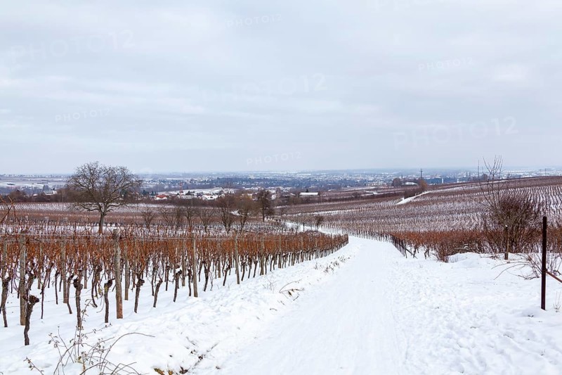 Snow-covered vineyards under a grey sky with a view into the distance, Southern Palatinate, Palatinate, Rhineland-Palatinate, Germany, Europe