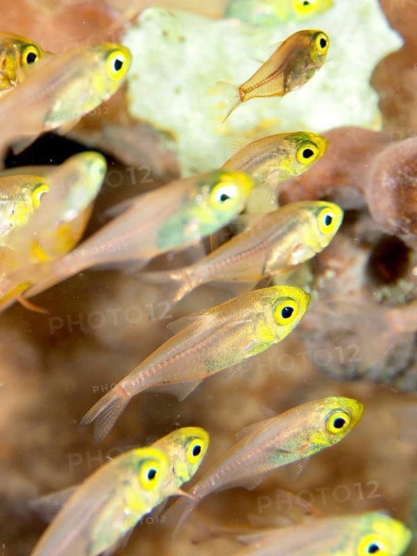 A school of small fish with striking yellow eyes, Pigmy sweeper (Parapriacanthus ransonneti), in clear water, dive site Sweet Reef, Penyapangan, Bali, Indonesia, Asia