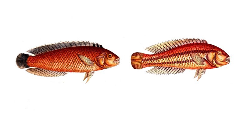 Fish, fish, genus of wrasses, Labrus macrolepidotus, great sealed wrasse and genus of wrasses, Labrus bivittatus, double stripe, double striped wrasse, Historical, digitally restored reproduction from a 19th century original, Record date not stated