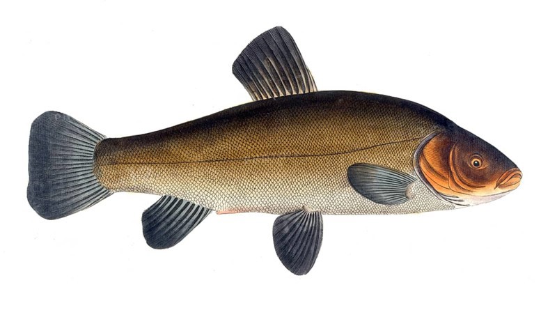 Fish, Fish, Cypirnus Tinca, Tinca tinca, Tench or doctor fish, Historic, digitally restored reproduction from a 19th century original, Record date not stated