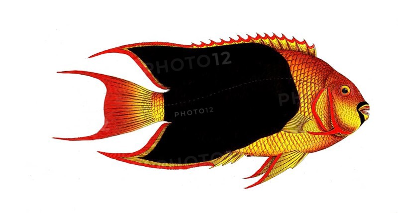 Fish, Fishes, Genus Butterflyfish, Butterflyfish, Chaetodon tricolor, tricoloured clifffish, the treble coloured, Historical, digitally restored reproduction from a 19th century original, Record date not stated
