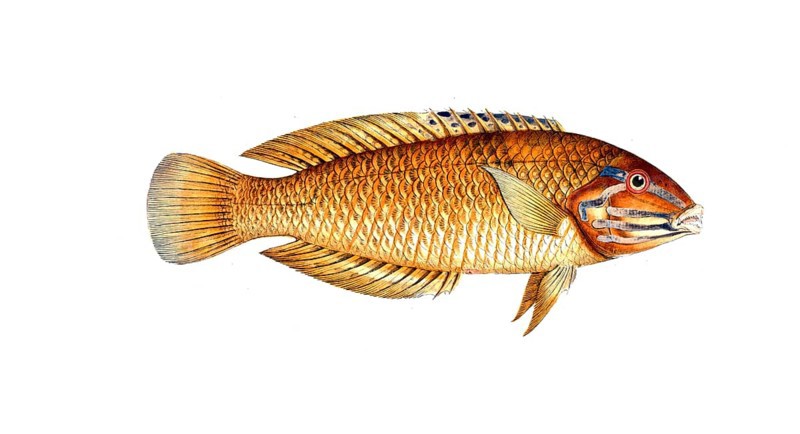 Fish, Fish, Genus of wrasses, Labrus chloropterus, Halichoeres chloropterus, Green fin, Black-blotched wrasse, Green fin, pastel-green wrasse, Historical, digitally restored reproduction from a 19th century original, Record date not stated