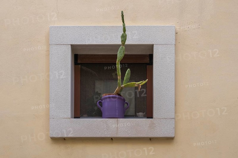 Flower pot with a cactus in a small window, Polignano a Mare, Adriatic Sea, Apulia, Italy, Europe