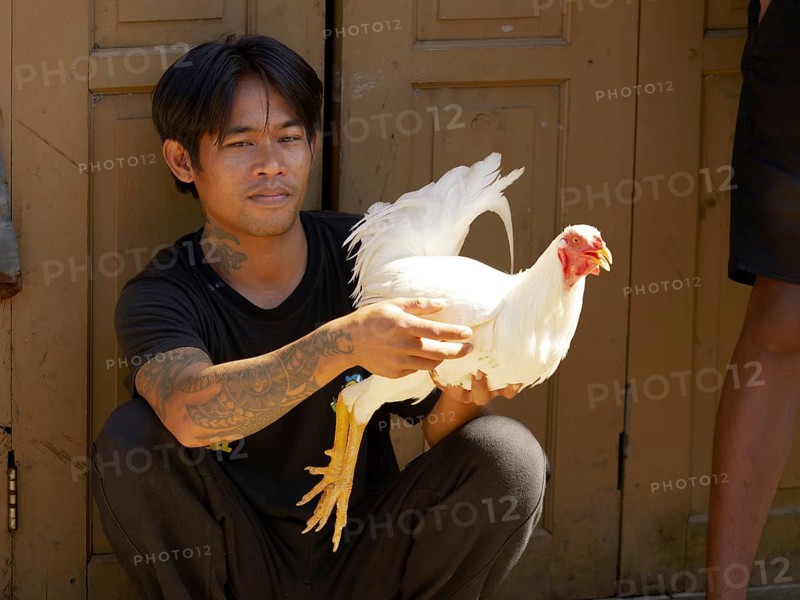 Man with white rooster, Rantepao, Tana Toraja, Sulawesi, Indonesia, Asia