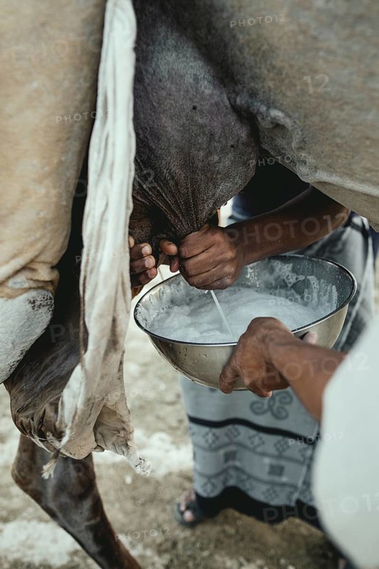Milking a dromedary cow (Camelus dromedarius), Dhofar, Oman, Dhofar, Oman, Asia