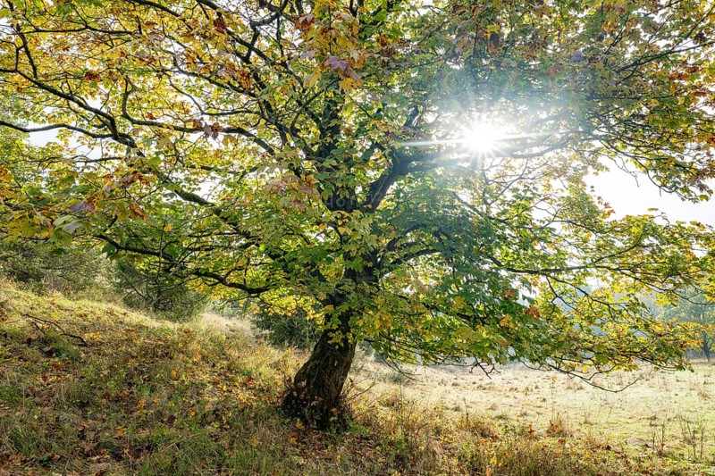 Mountain maple (Acer pseudoplatanus) in autumn with colourful leaves, backlit with sun star, Thuringia, Germany, Europe
