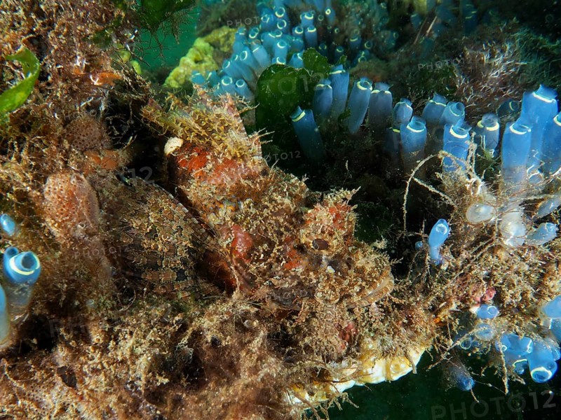 Diverse underwater landscape with camouflaged fish, Papuan scorpionfish (Scorpaenopsis papuensis), and Blue Sea Squirt, dive site Secret Bay, Gilimanuk, Bali, Indonesia, Asia