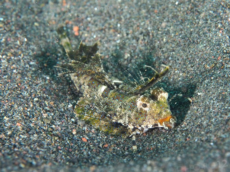 A finger lyrefish, giant lyrefish (Dactylopus dactylopus) with camouflage, embedded in the sandy seabed, dive site Puri Jati, Umeanyar, Bali, Indonesia, Asia