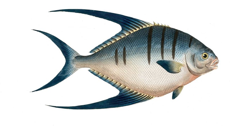 Fish, Fishes, Genus Butterflyfish, Butterflyfish, Chaetodon glaucus, Blue Clownfish, Historical, digitally restored reproduction from a 19th century original, Record date not stated