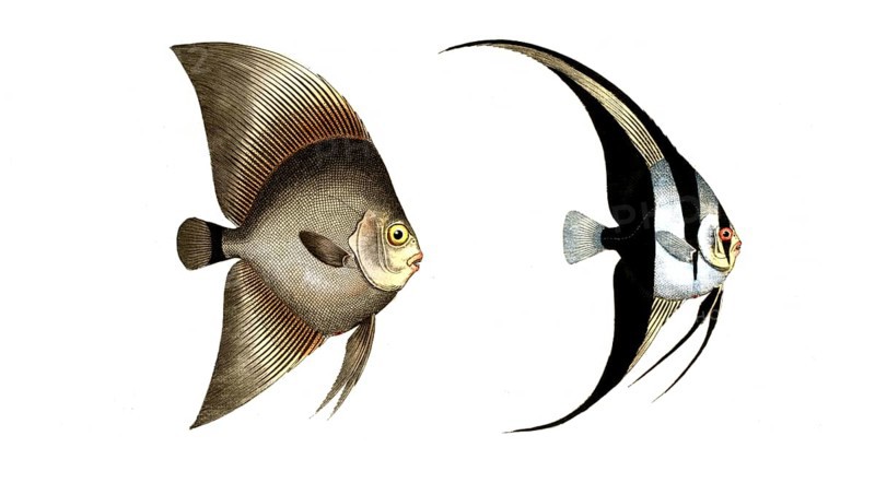 Fish, fishes, left: Genus butterflyfish, butterflyfish, Chaetodon vespertilio, the broadfin. right: genus butterflyfish, Chaetodon teira, the blackfin, Historical, digitally restored reproduction from a 19th century original, Record date not stated